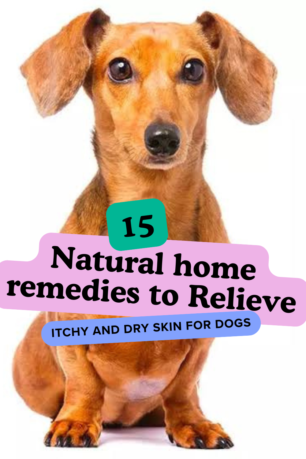 15 Natural home remedies to Relieve Itchy and Dry Skin in Dogs