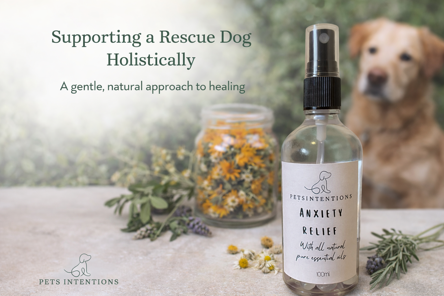 Supporting a Rescue Dog Holistically: A Gentle, Natural Approach to Healing