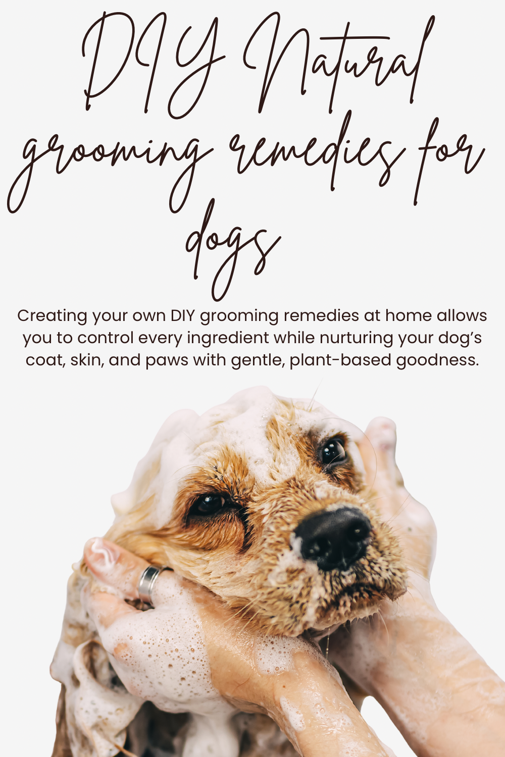 DIY Natural Grooming Remedies for Dogs