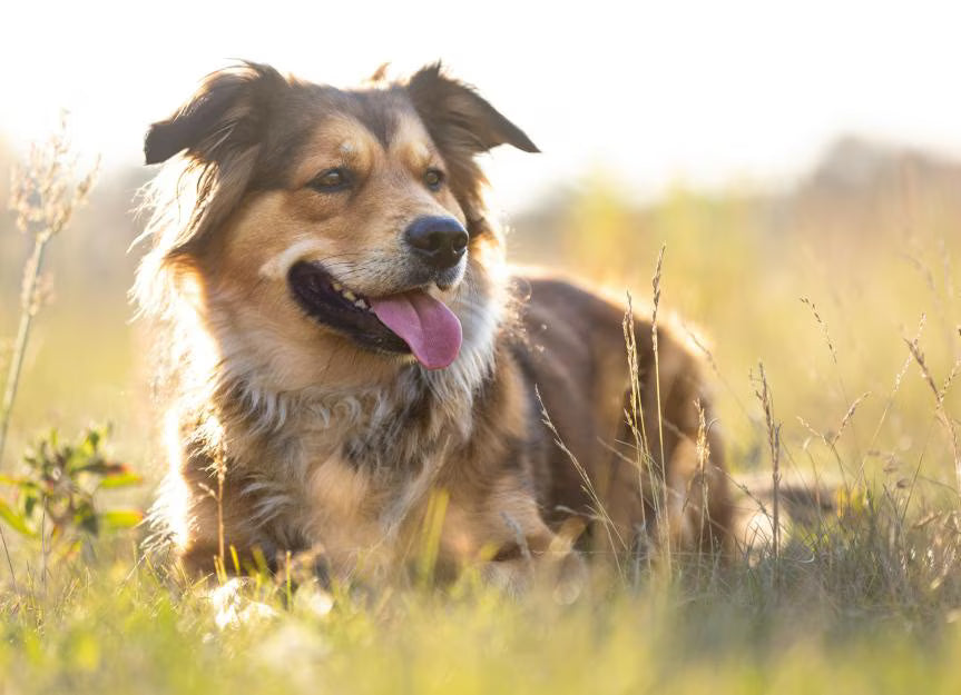 The Science Behind Natural Remedies for Pets