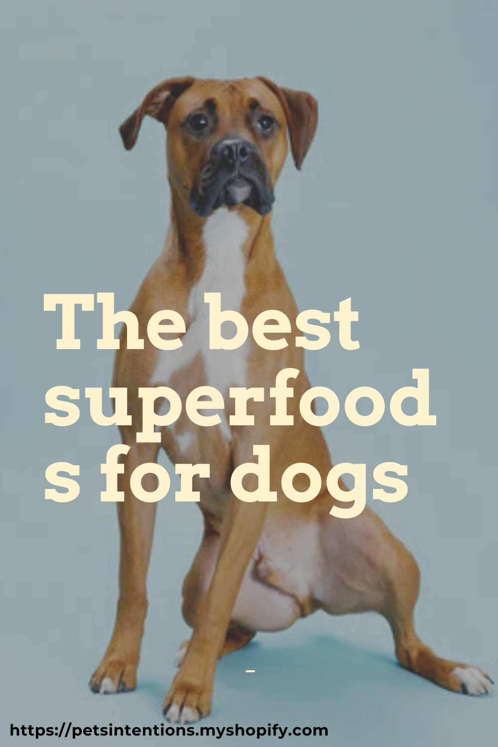 The Best Superfoods for Dogs: The Ultimate Guide to Natural Health