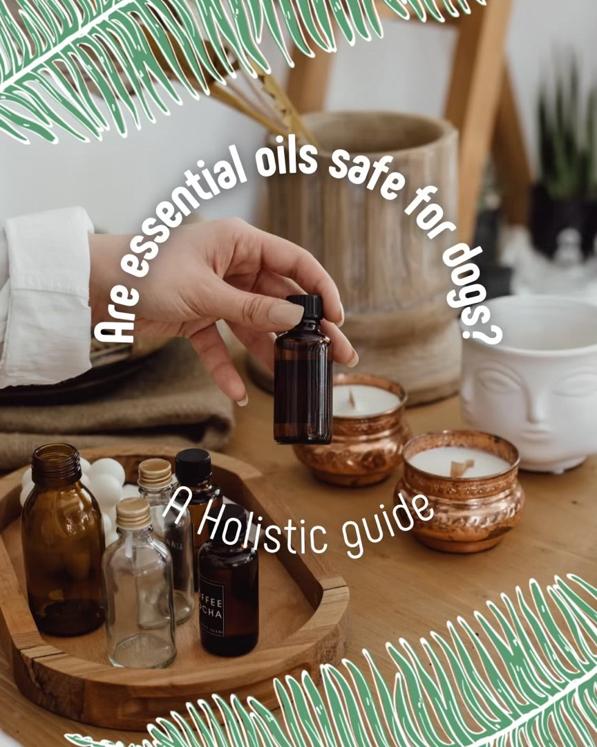 Are Essential Oils Safe for Dogs? A Holistic Guide