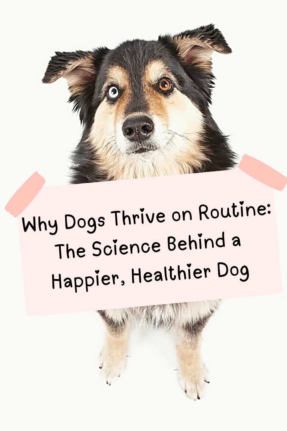Why Dogs Thrive on Routine: The Science Behind a Happier, Healthier Dog