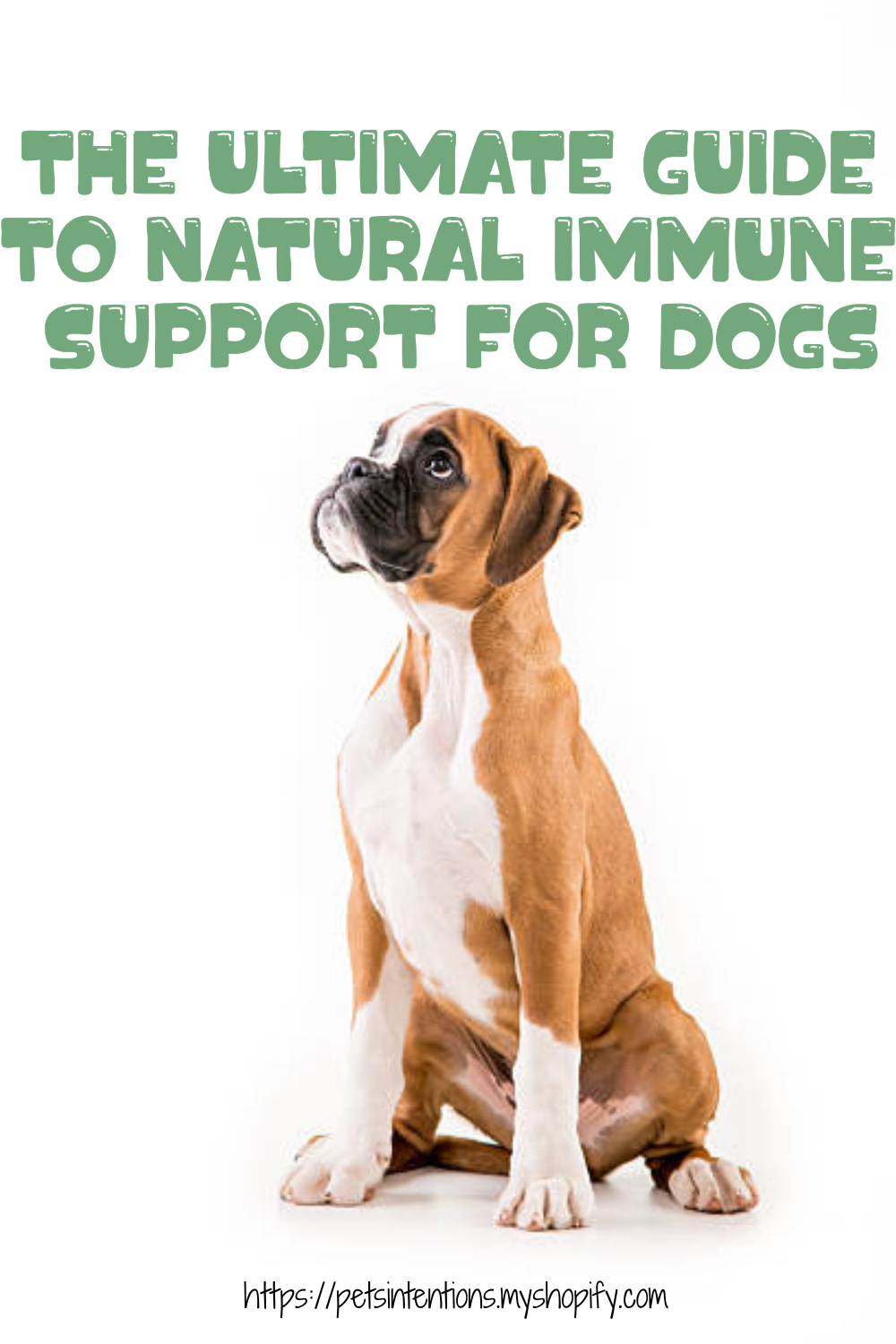 The Ultimate Guide to Natural Immune Support for Dogs