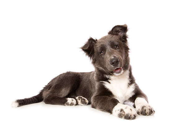 Natural Dog Care, Elevated